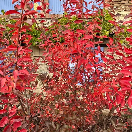 Biancospino - Luxury And Private In Langhe 别墅 蒙福特达尔巴