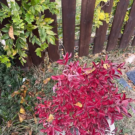 Biancospino - Luxury And Private In Langhe * 蒙福特达尔巴